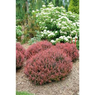 PROVEN WINNERS 2 Gal. Sunjoy Mini Maroon Barberry Plant with Deep Purple-Red Foliage 14735