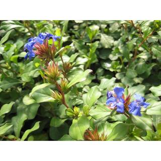 Hardy Plumbago (Ceratostigma plumbaginoides) Plant 10329