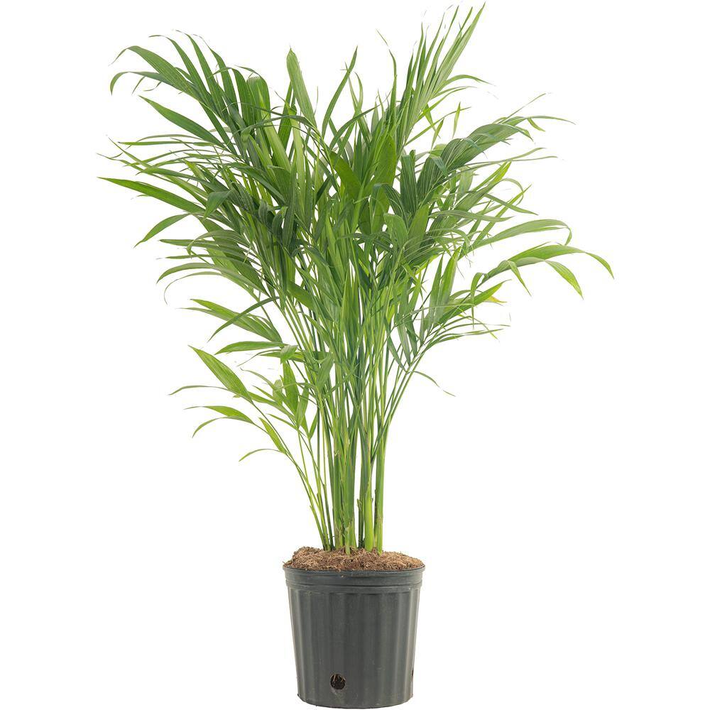 Costa Farms Cateracterum Indoor Palm (Cat Palm) in 9.25 in. Grower Pot Avg. Shipping Height 3-4 ft. Tall 10CAT