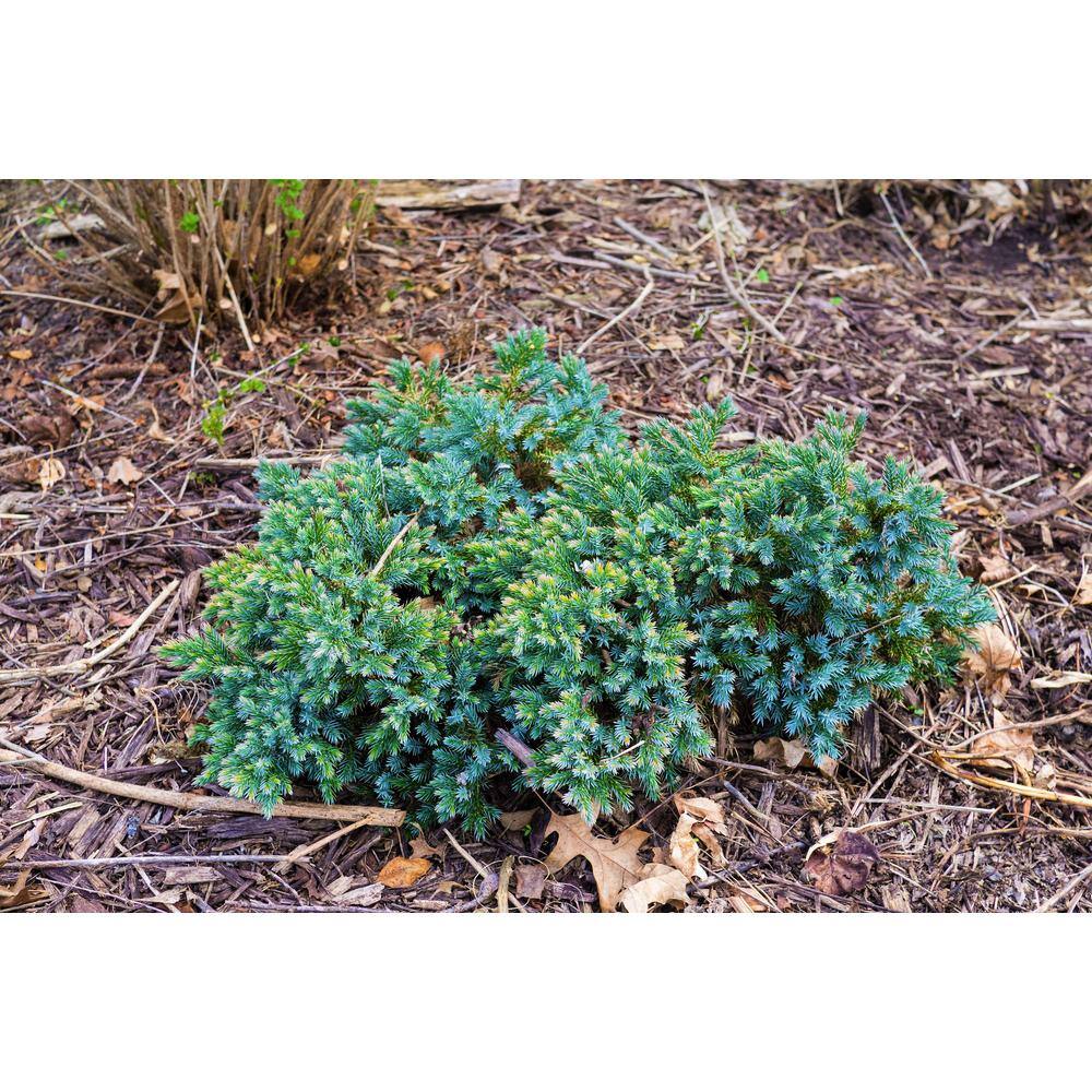 Online Orchards 1 Gal. Blue Star Juniper Shrub Turquoise and Silver Low Maintenance Dwarf Conifer Drought Tolerant CFJP003