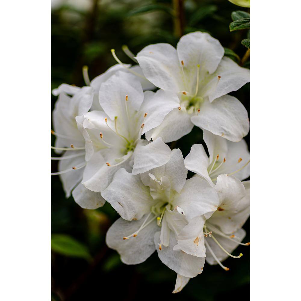 ENCORE AZALEA 1 Gal. Encore Autumn Moonlight Azalea Shrub with White Semi-Double Reblooming Flowers 10294