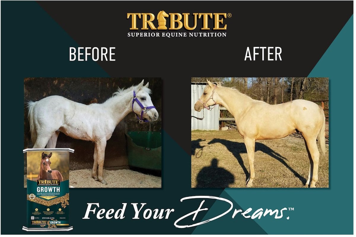 Tribute Equine Nutrition Growth Pellet Low-NSC， Molasses-Free Horse Feed