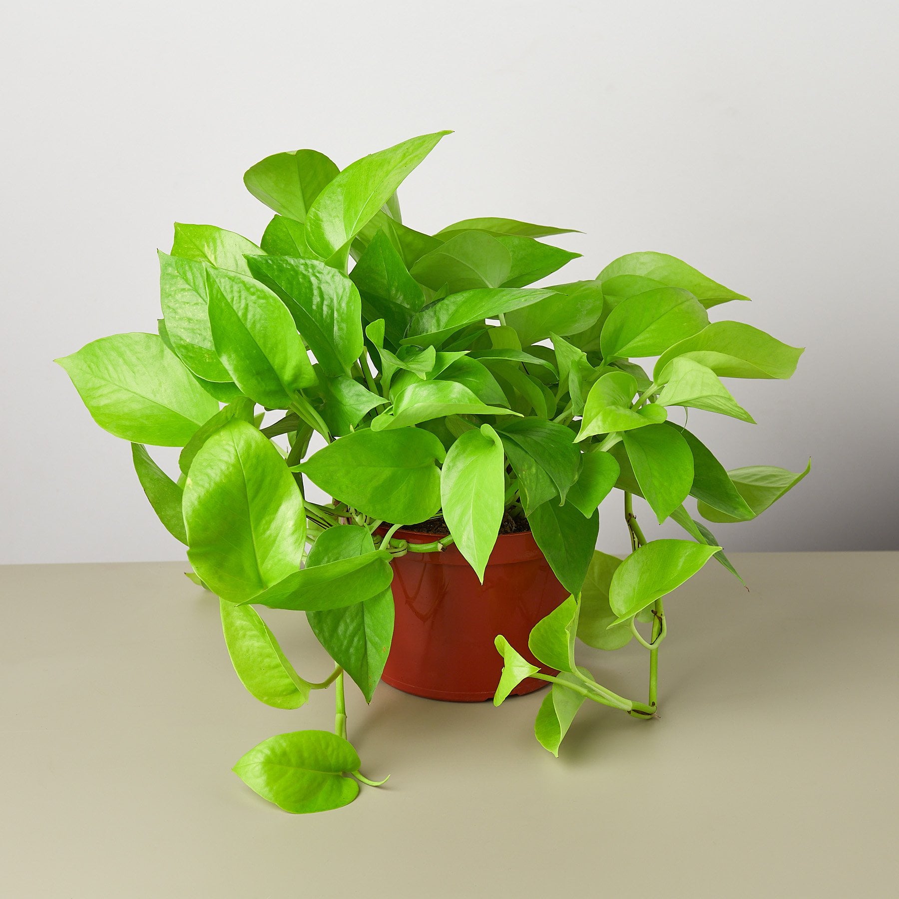 Pothos 'Neon' - 6