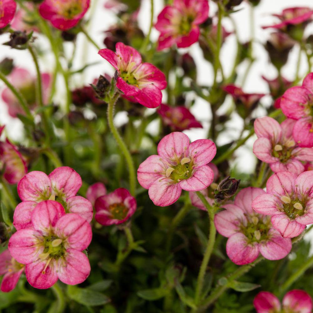 METROLINA GREENHOUSES #5 1 Qt. Marto Rose Saxifrage Plant 86500