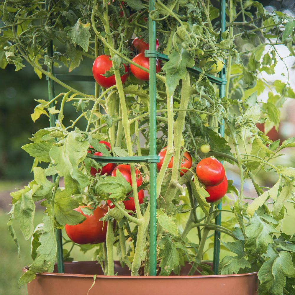 Gardener's Blue Ribbon Ultomato Tomato Plant Cage TMC60