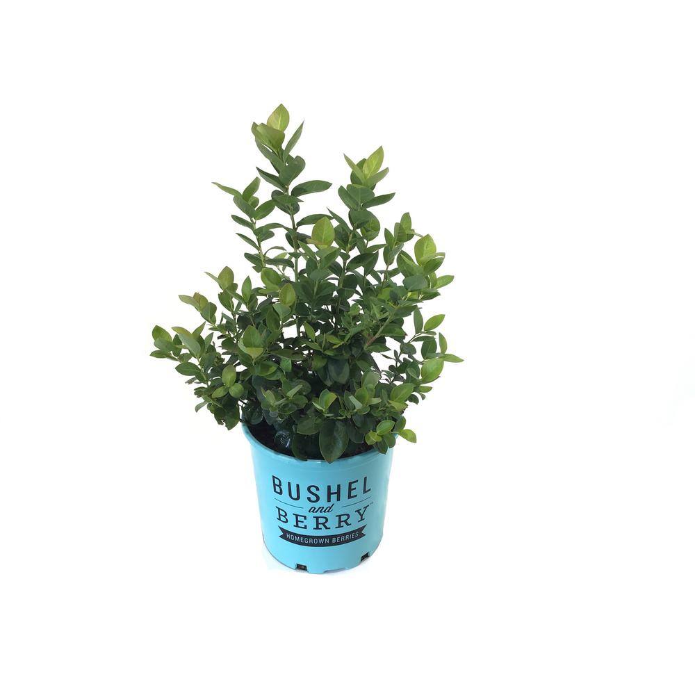 BUSHEL AND BERRY 1 Gal. Bushel and Berry Peach Sorbet Blueberry Live Plant 19827