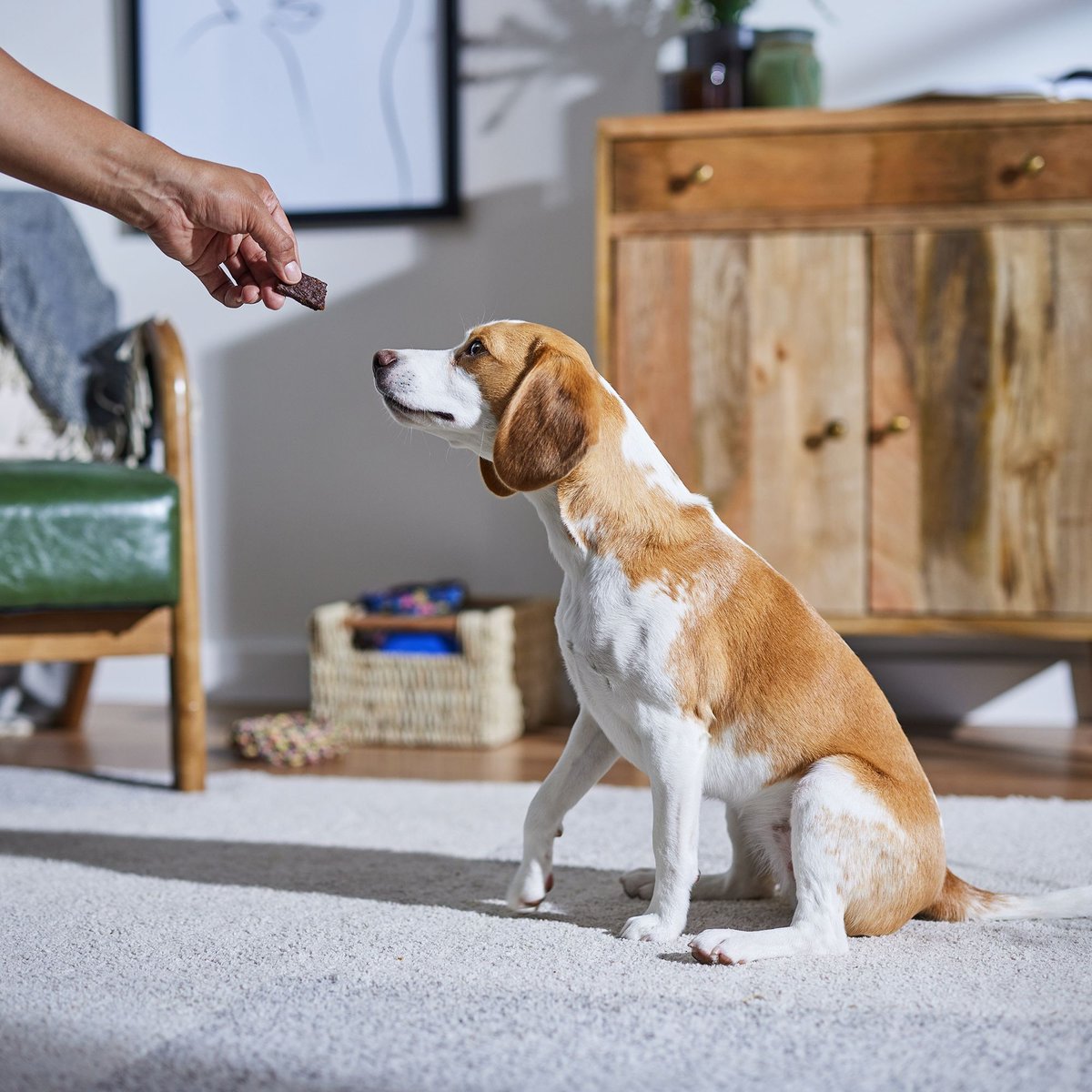 Newman's Own Organics Snack Bites Chicken Recipe Grain-Free Dog Treats