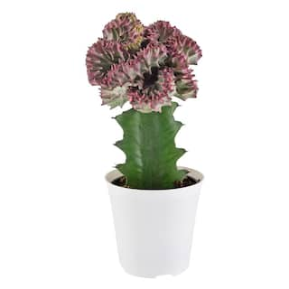 Arcadia Garden Products 4 in. Light Purple Mermaid Tail Coral Cactus Live Indoor Plant in White Plastic Grower Pot LV91