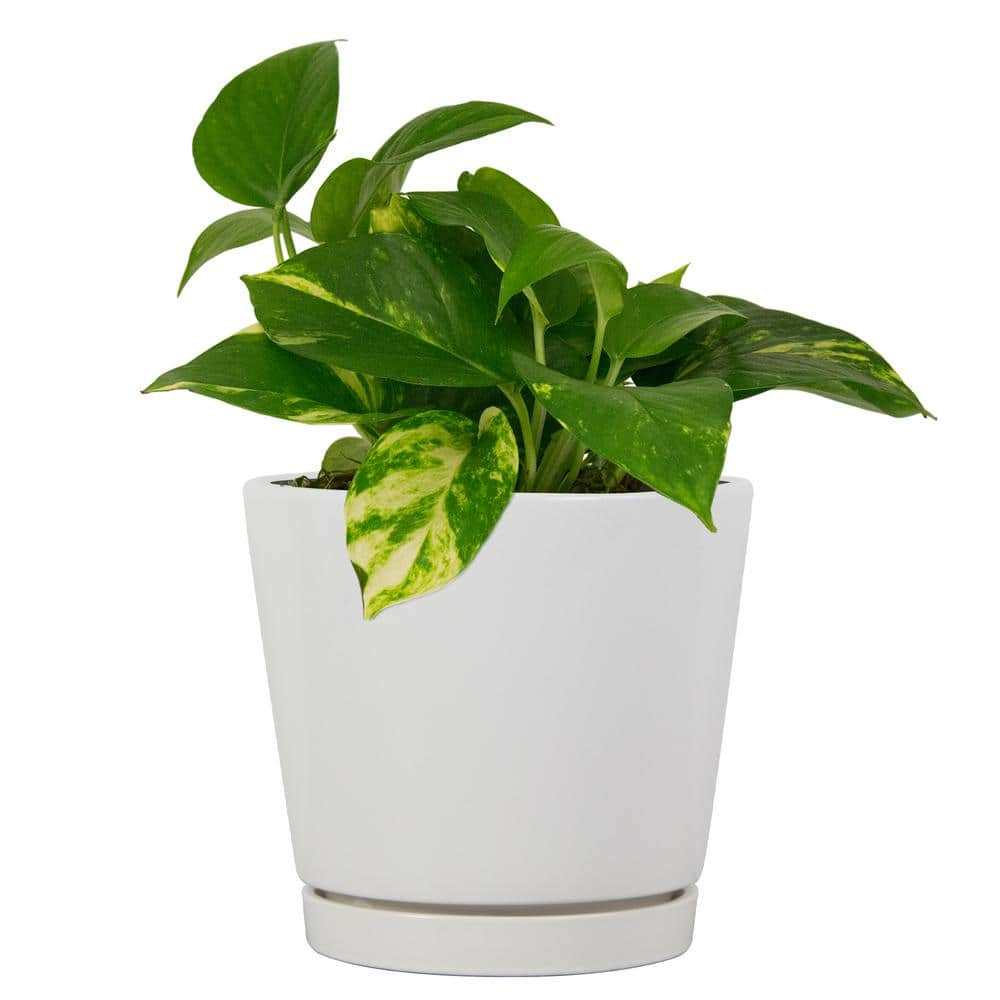 Vigoro 8.1 in. Piedmont Medium White Ceramic Planter (8.1 in. D x 7.6 in. H) with Drainage Hole and Attached Saucer CR01721S-08W