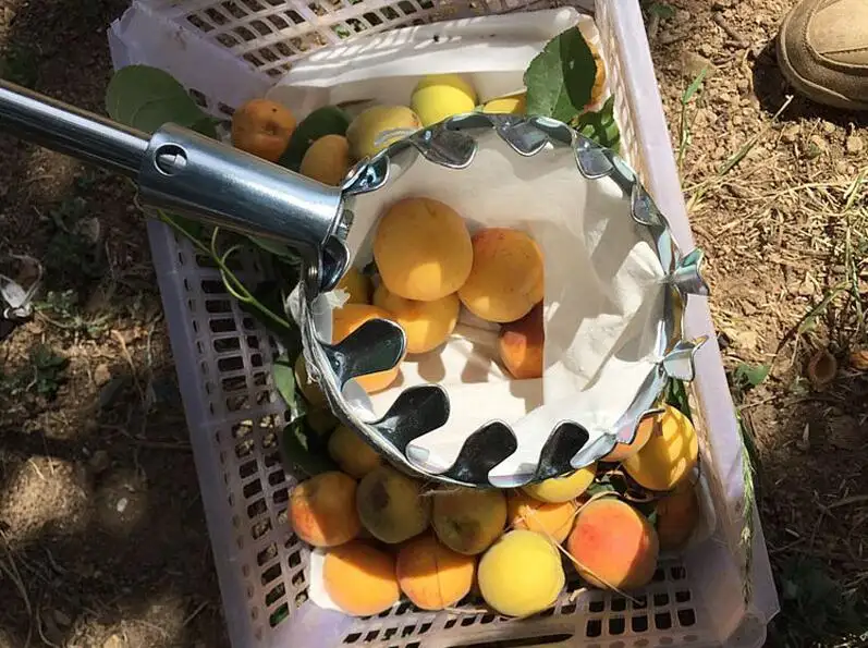 High Altitude Fruit Picker Head Without Pole Metal/Plastic Fruit Collector Harvest Picking Apple Citrus Pear Garden Hand Tools