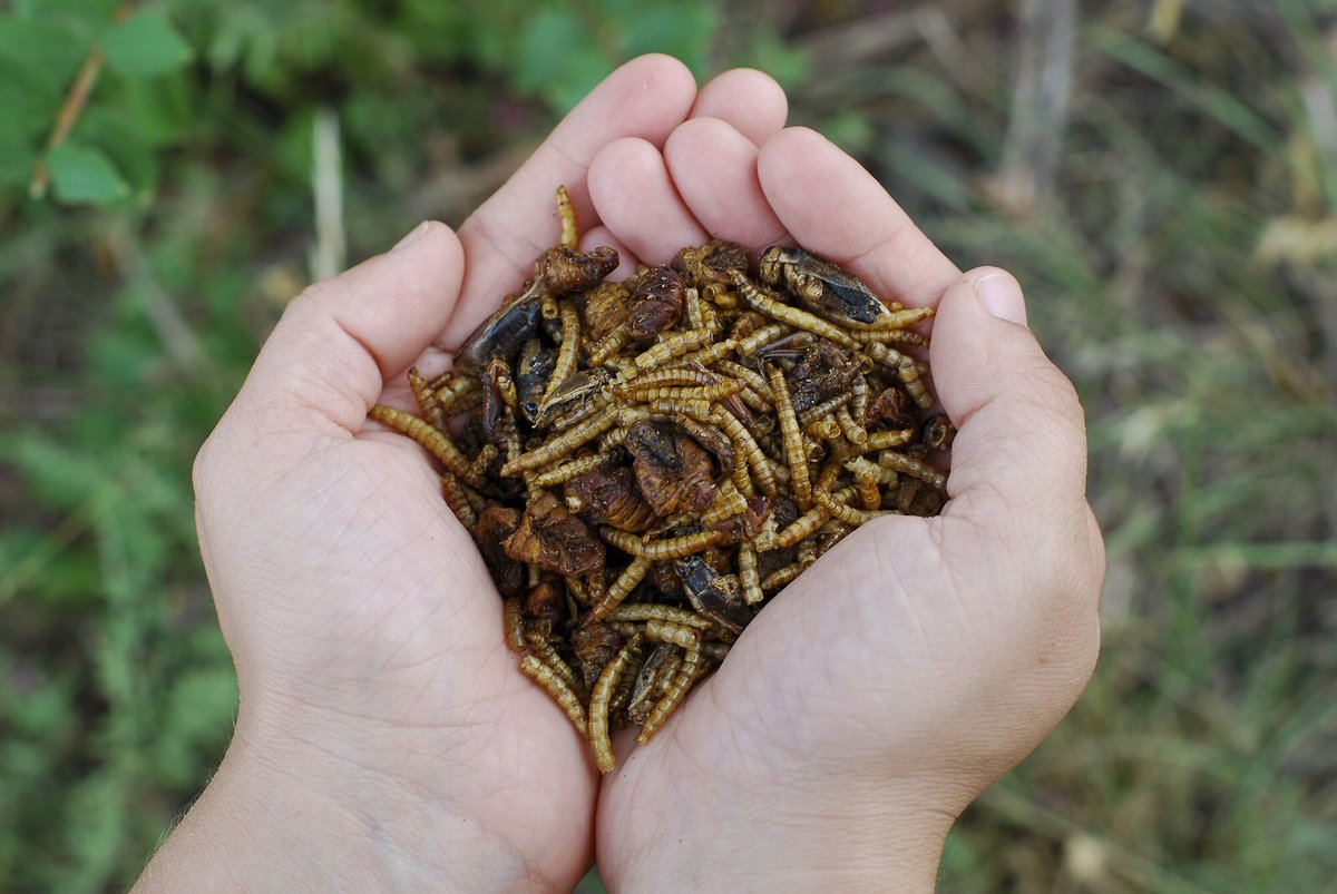 Little Farmer Products Add A Bug Chicken Treats