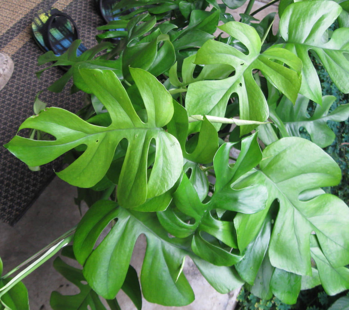 Ultra Rare Ginny Philodendron - Rhaphidophora tetrasperma -6