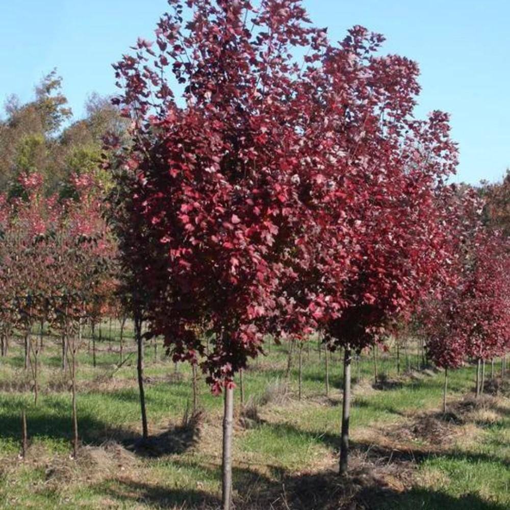 5 Gal. Brandywine Maple Shade Tree MAPBRA05G