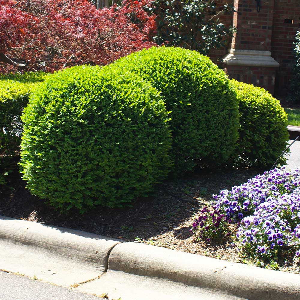 Titan Boxwood Shrub