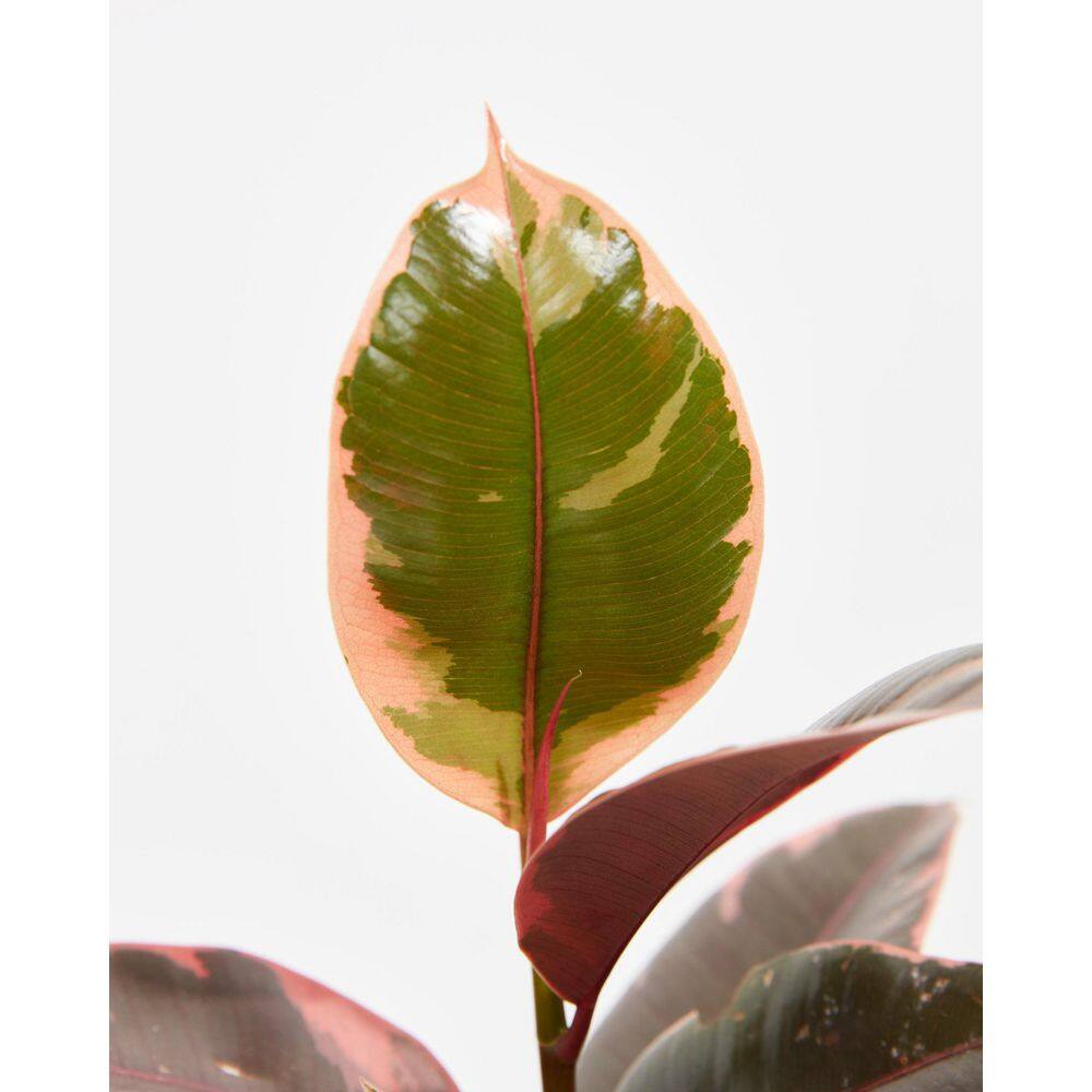 LIVELY ROOT 6 in. Ruby Rubber Plant Tree (Ficus Reobusta Ruby) Plant in Grower Pot LRRUBYTR