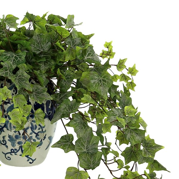 Ivy Plant in a Ceramic Vase