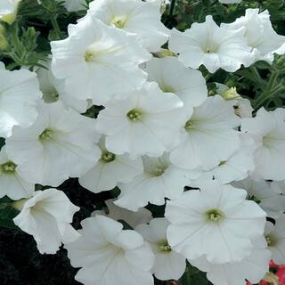 10.75 in. White Petunia Plant Hanging Basket 19608