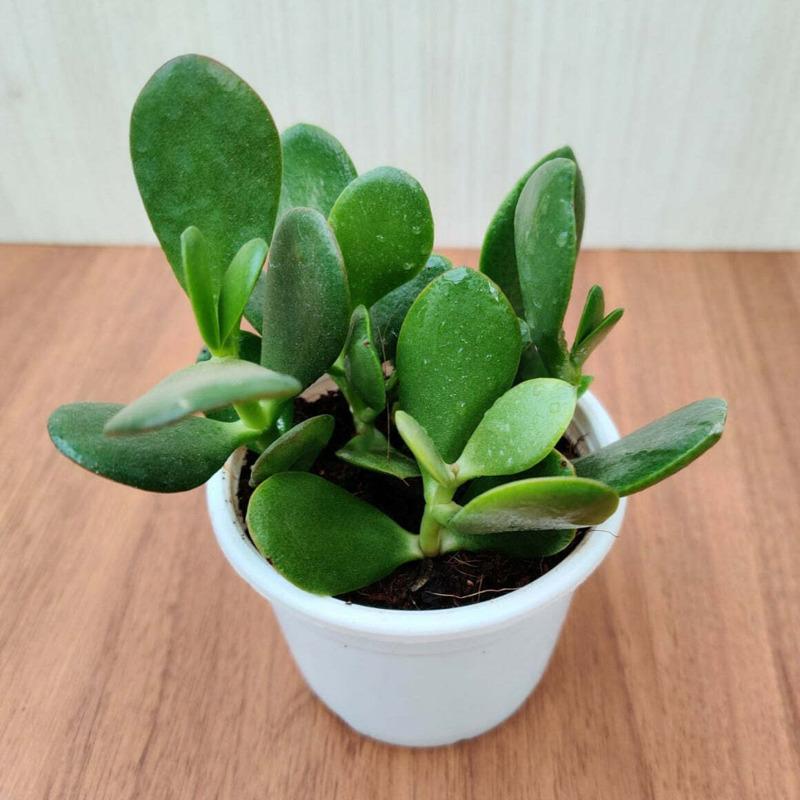 Lucky Jade Green Succulent Plant - Crassula Ovata | 10 cm Pot | Indoor