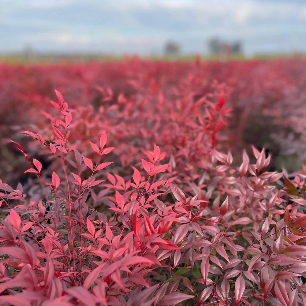 Alder  Oak 'Gulfstream' Heavenly Bamboo Shrub (2-pack) NADW05