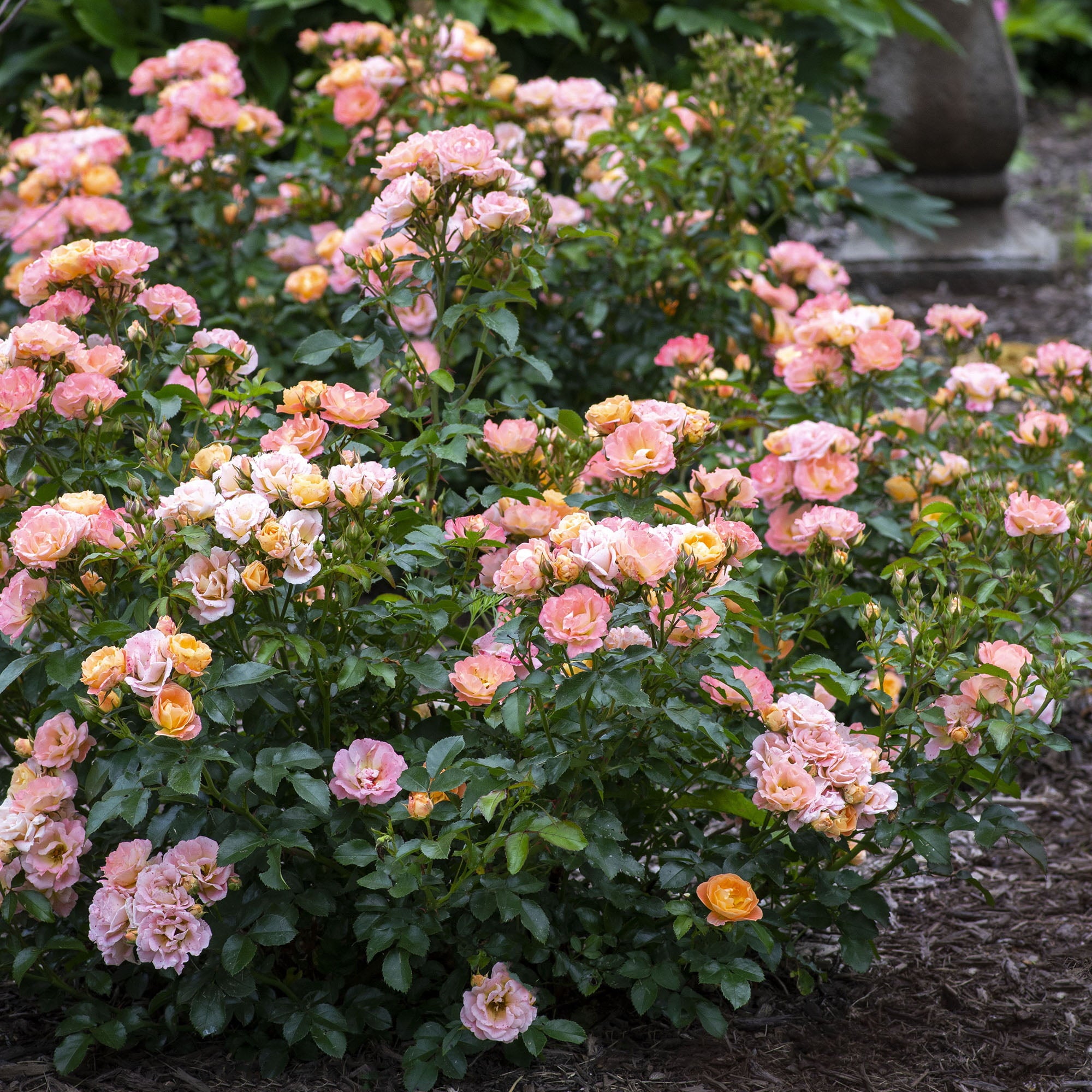 Drift Peach Rose Live Shrub (2 Gallon)