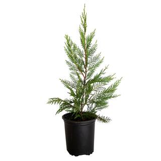 FLOWERWOOD 2.5 Qt. Leyland Cypress Live Evergreen Shrub Rich Green Foliage 12371