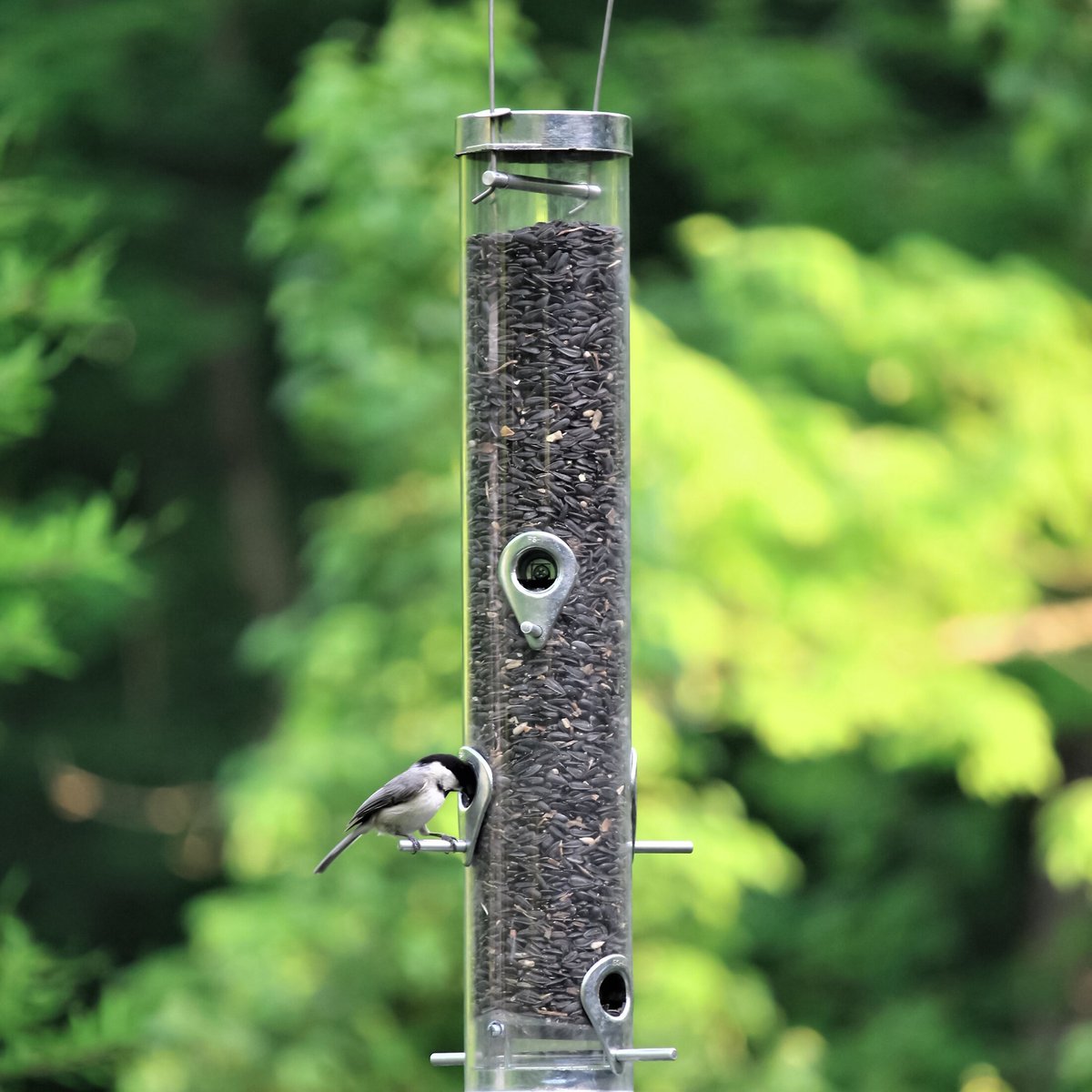 Droll Yankees Classic Sunflower or Mixed Seed Bird Feeder