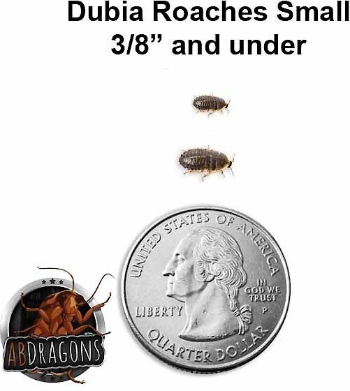 ABDragons Small Dubia Roaches Small Pet and Reptile Food