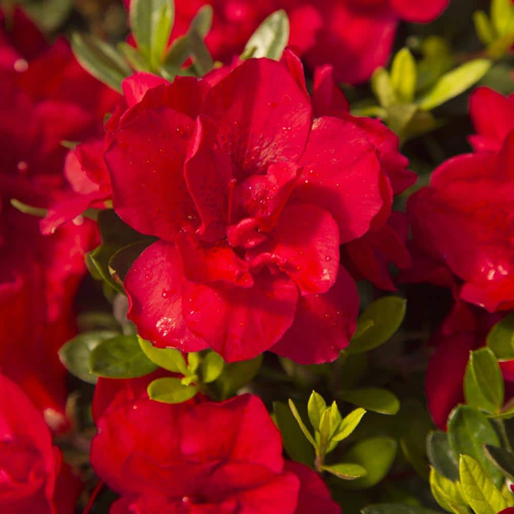 ENCORE AZALEA 1 Gal. Autumn Bonfire Shrub with Clear Red Reblooming Flowers 80371