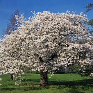 Brighter Blooms 5 Gal. Yoshino Cherry Tree with White Blooms CHE-YOS-56-5