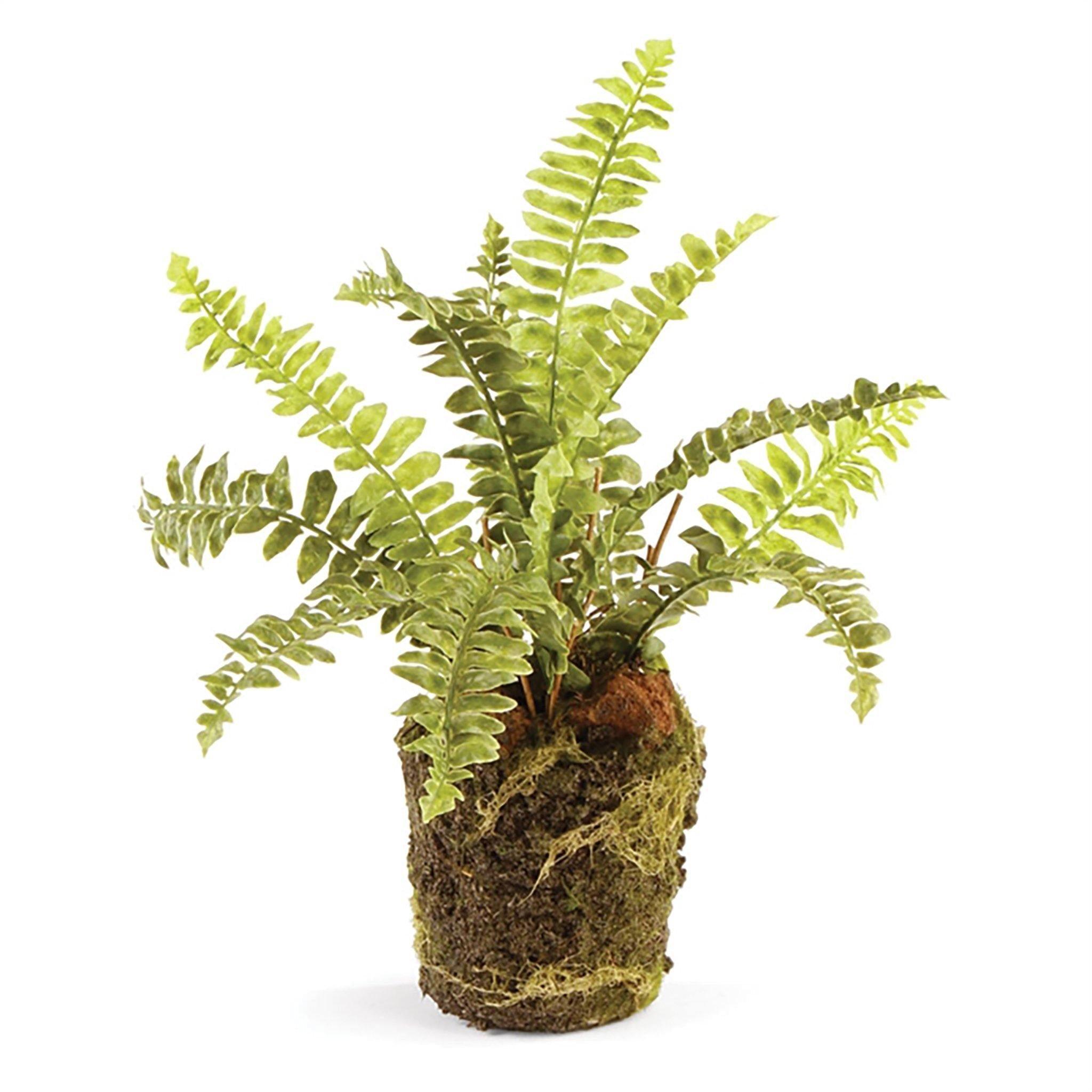 Boston Fern Drop-In 9