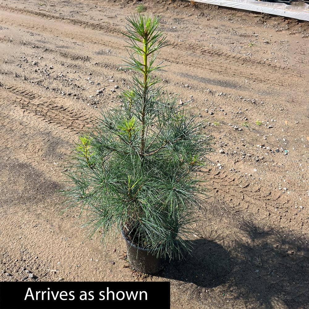 Spring Hill Nurseries 2.50 Qt. Pot Eastern White Pine Green Needled Foliage Live Evergreen Tree (1-Pack) 77100