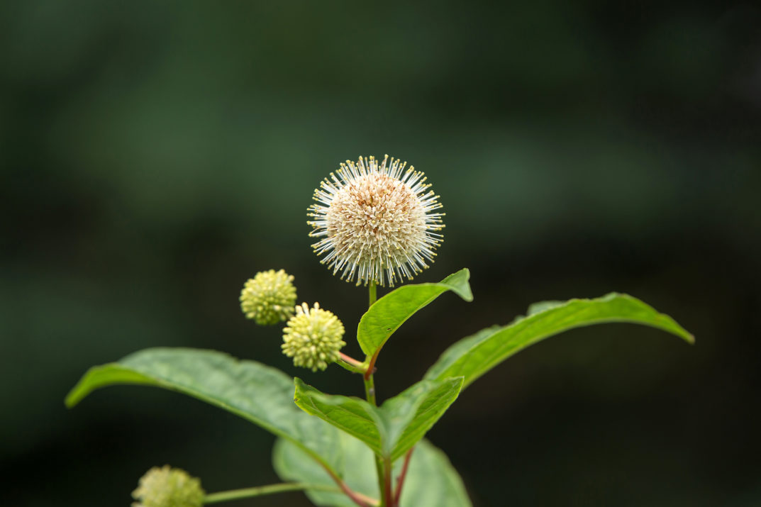 Cephalanthus, Fiber Optics Unique Round White Flowers