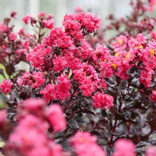 PROVEN WINNERS 2 Gal. Center Stage Pink Crape Myrtle Tree with Hot Pink Flowers 16885