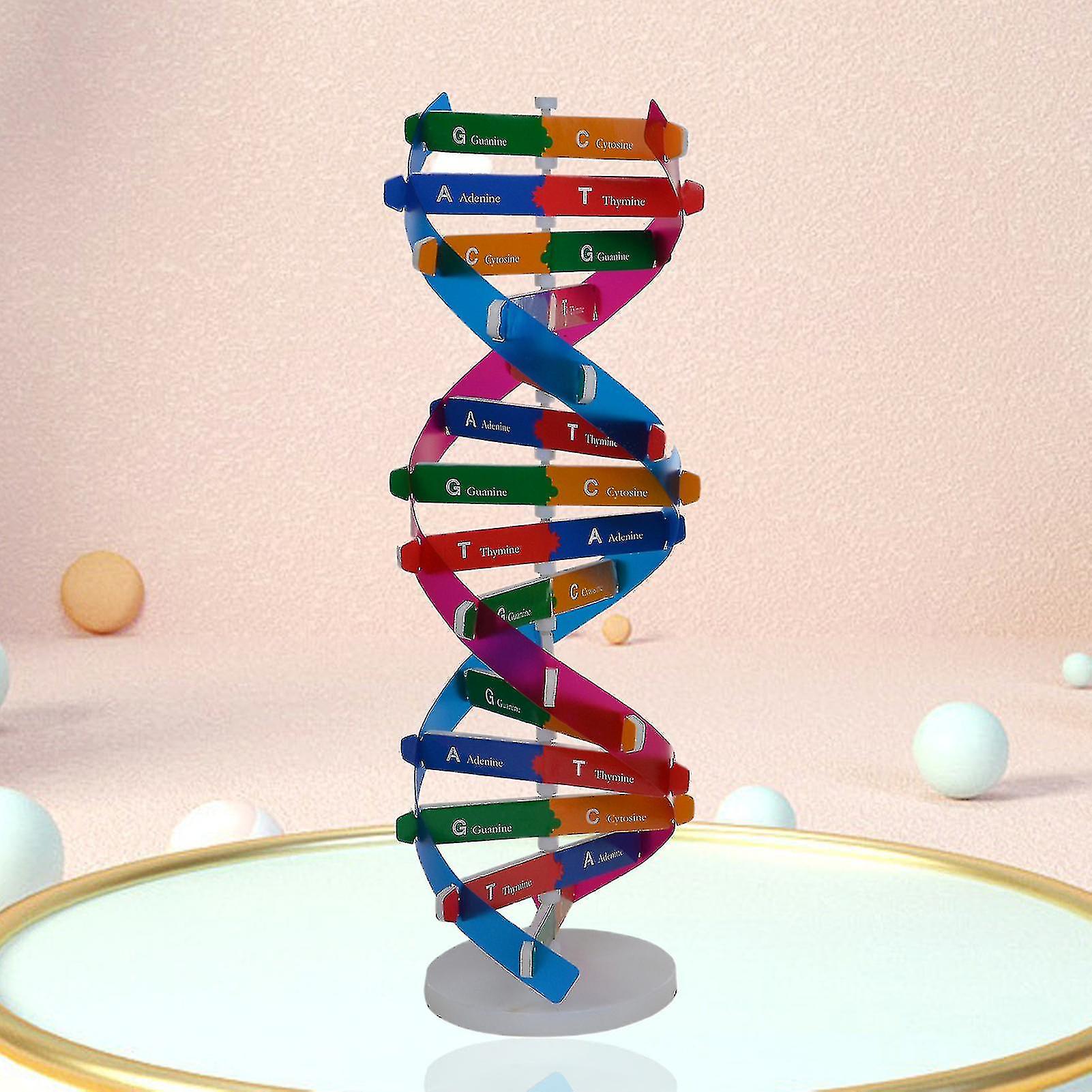 Dna Models Double Helix Structure Teaching Toy Abs Double Helix Diy Human Genes For Biological Science