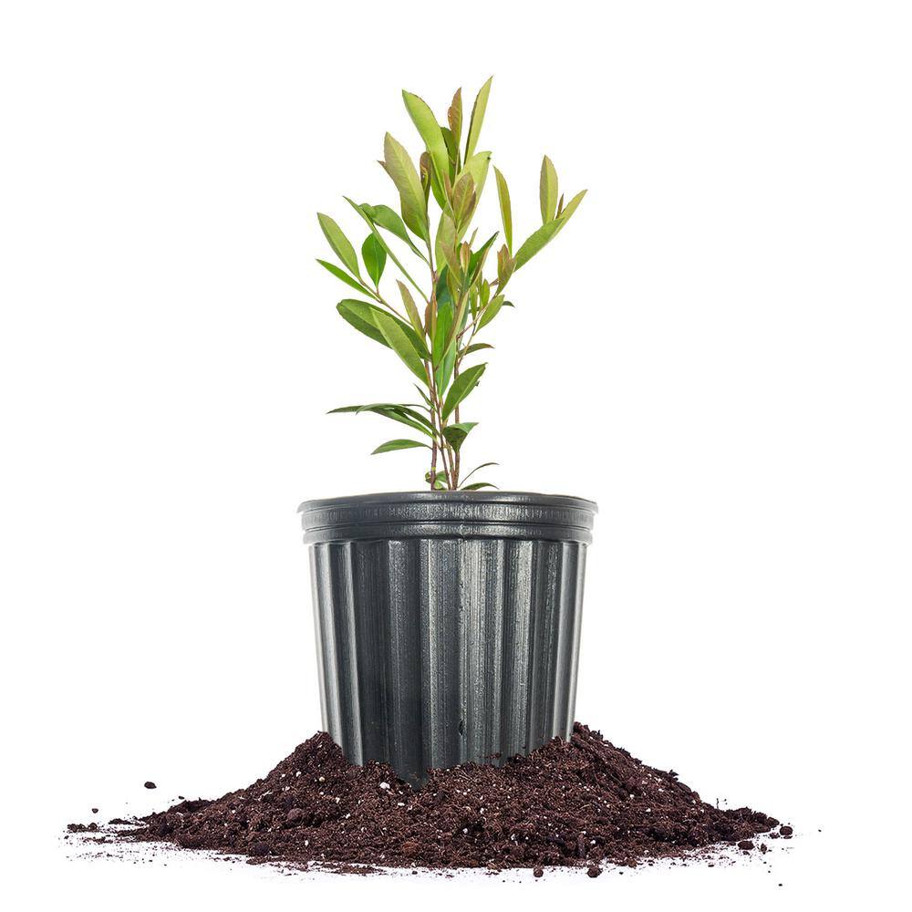 Perfect Plants Yerba Mate Tree 1Gal Growers Pot Ornamental Herbal Tea Tree THD-YerbaMate-1G