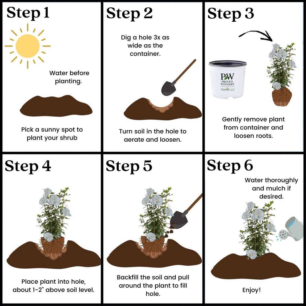 PROVEN WINNERS 2 Gal. White Pillar Rose of Sharon (Hibiscus) Plant with White Flowers 14761