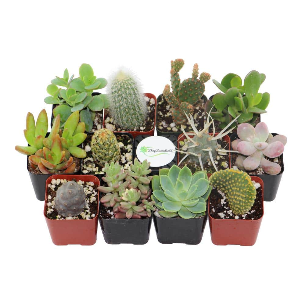 Shop Succulents 2 in. Cactus and Succulent (Collection of 12) CS12