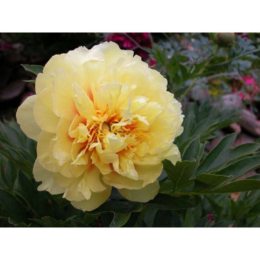 BELL NURSERY 3 Gal. Bartzella Peony (Paeonia Itoh) Live Shrub with Bright Yellow-Deep Red Double Blooms PEONY3BAR1PK