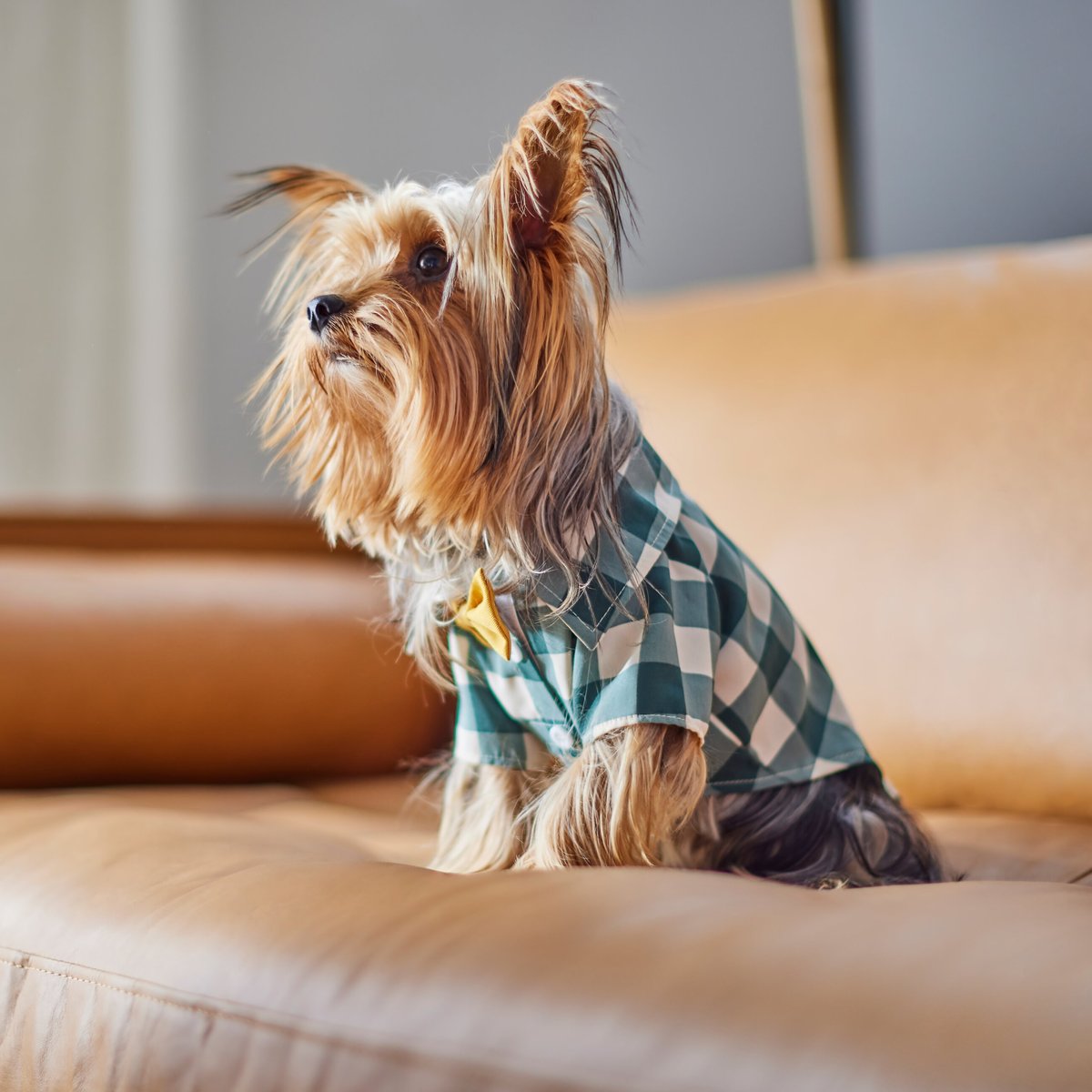 Frisco Boho Plaid Dog and Cat Shirt