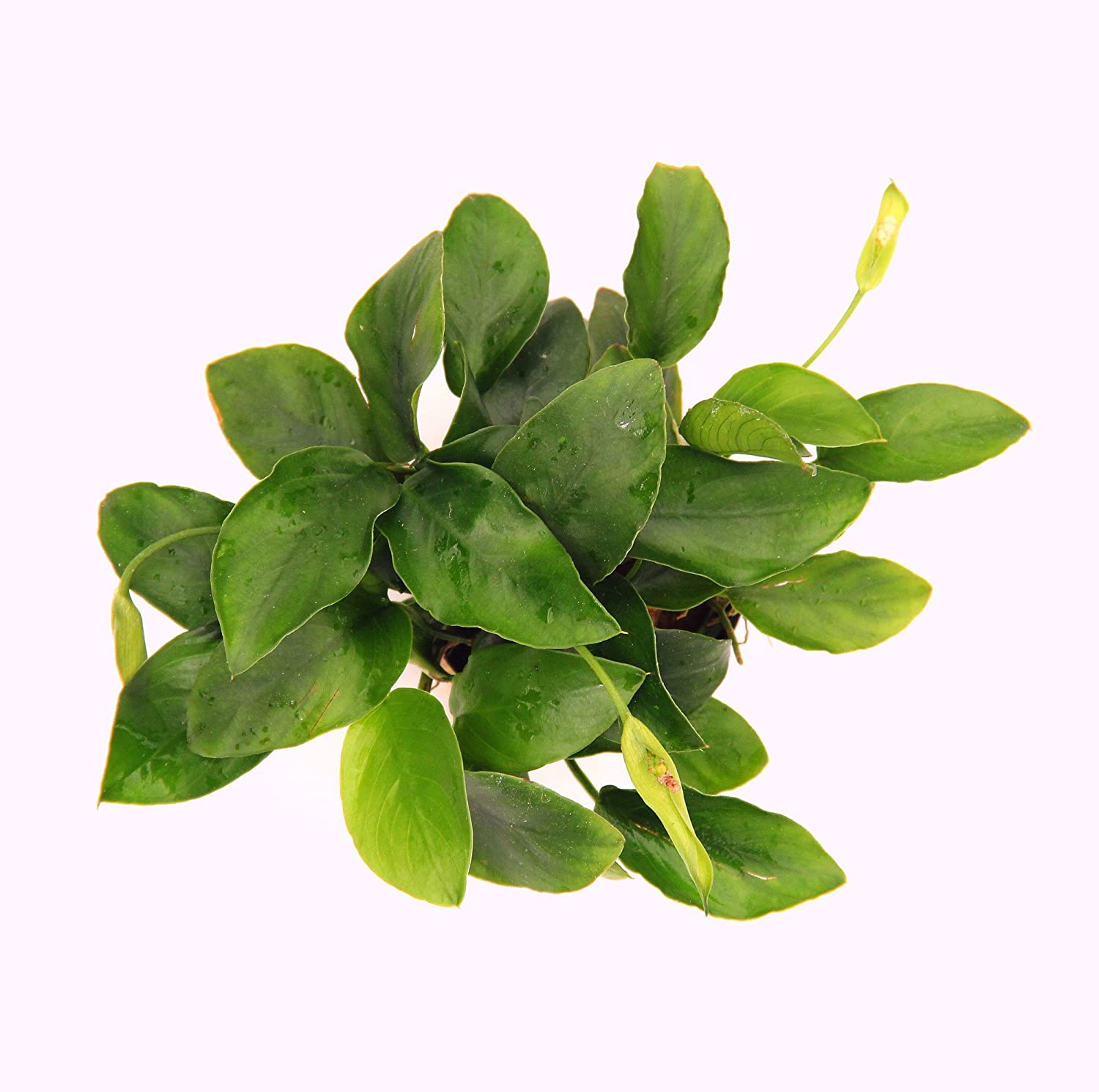 Anubias Barteri (Nana Petite) Small Live Aquarium Plants BUY2 GET1 FREE