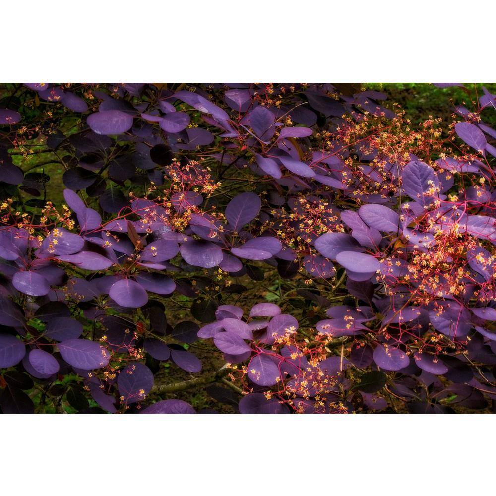Online Orchards 1 Gal. Royal Purple Smokebush Shrub Colorful Plumes Rising Out of Foliage Provide a Rare and Dramatic Smokey Effect SBSB001