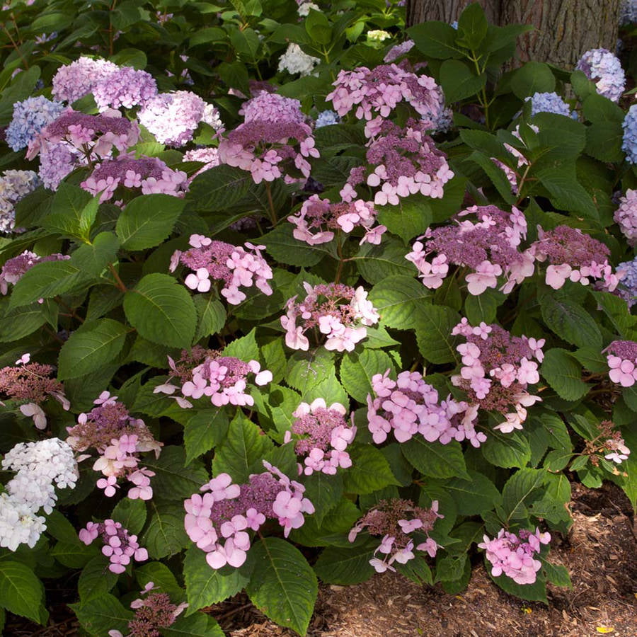 Twist-n-Shout Endless Summer Hydrangea (1 Gallon) Flowering Deciduous Shrub with Deep Pink or Periwinkle Blue Lace-Cap Blooms - Part Sun Live Outdoor Plant