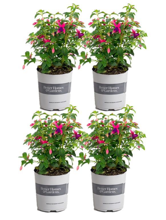 Better Homes and Gardens 1 Quart Fuchsia Color Pink Live Plants Annual (4 Count Pack)