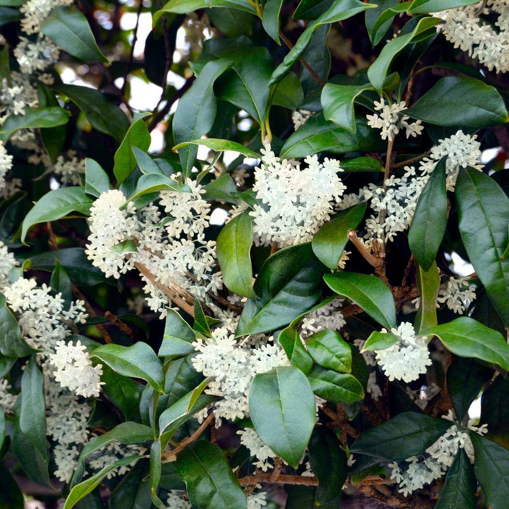 national PLANT NETWORK 2.25 Gal. Sweet Olive Shrub HD1103