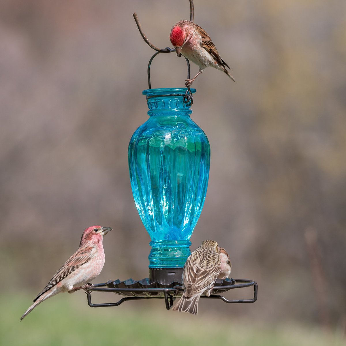 Perky-Pet Daisy Vase Vintage Bird Waterer