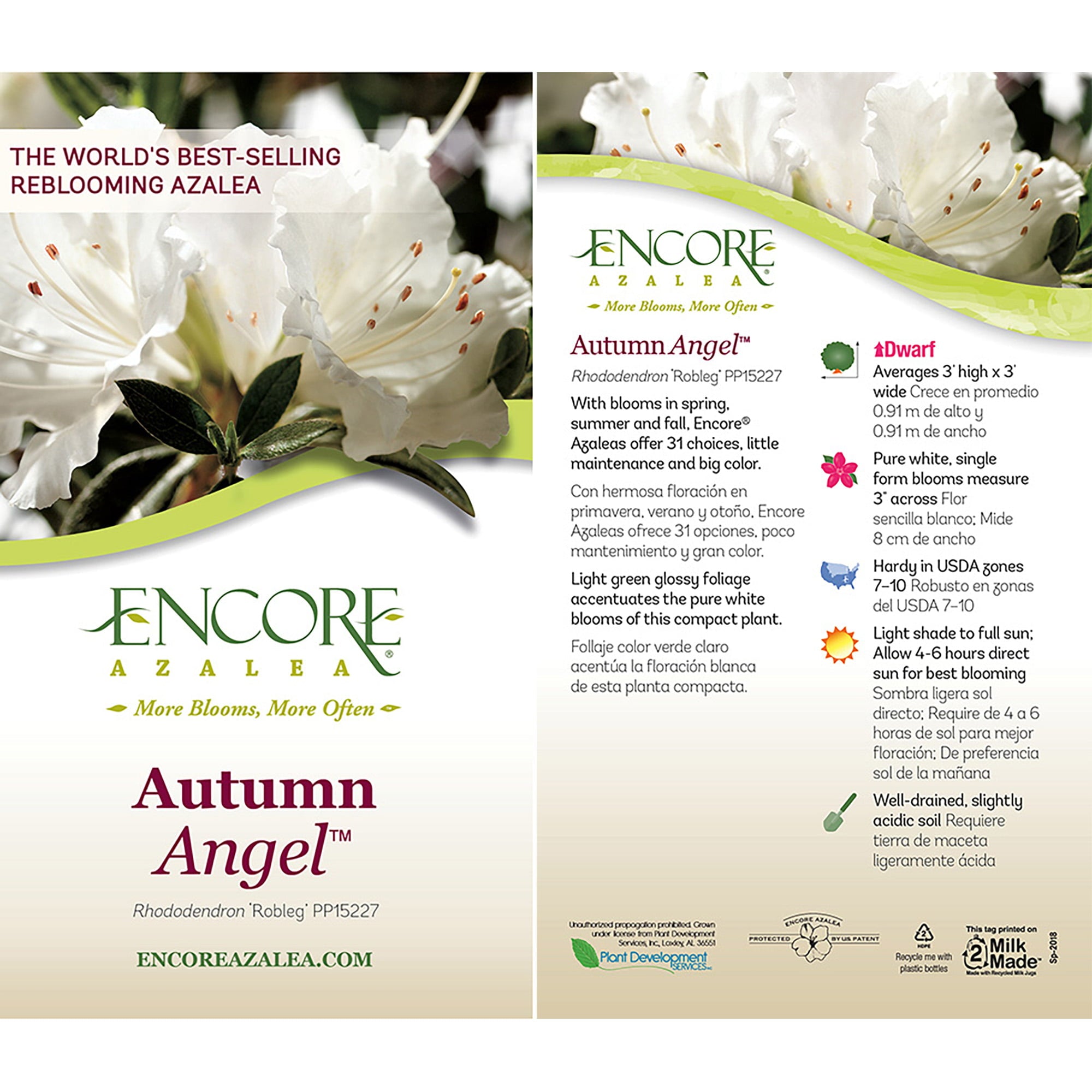 Encore Azalea Autumn Angel Live Shrub