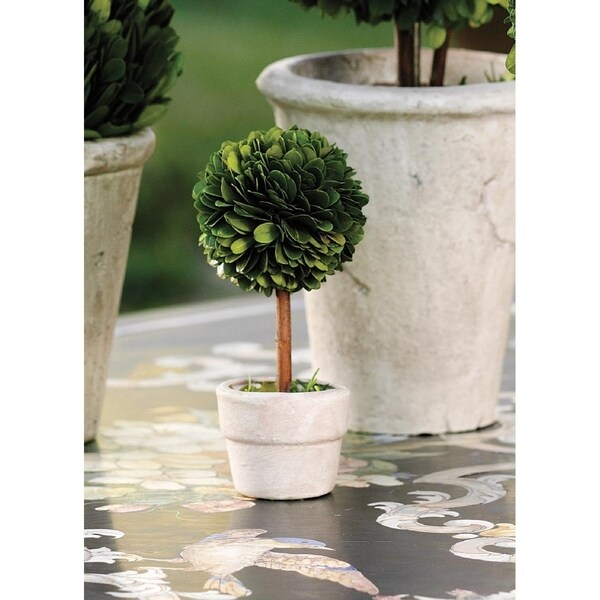 6 Tall Preserved Boxwood Topiary，Ball Shaped (Set of 6)