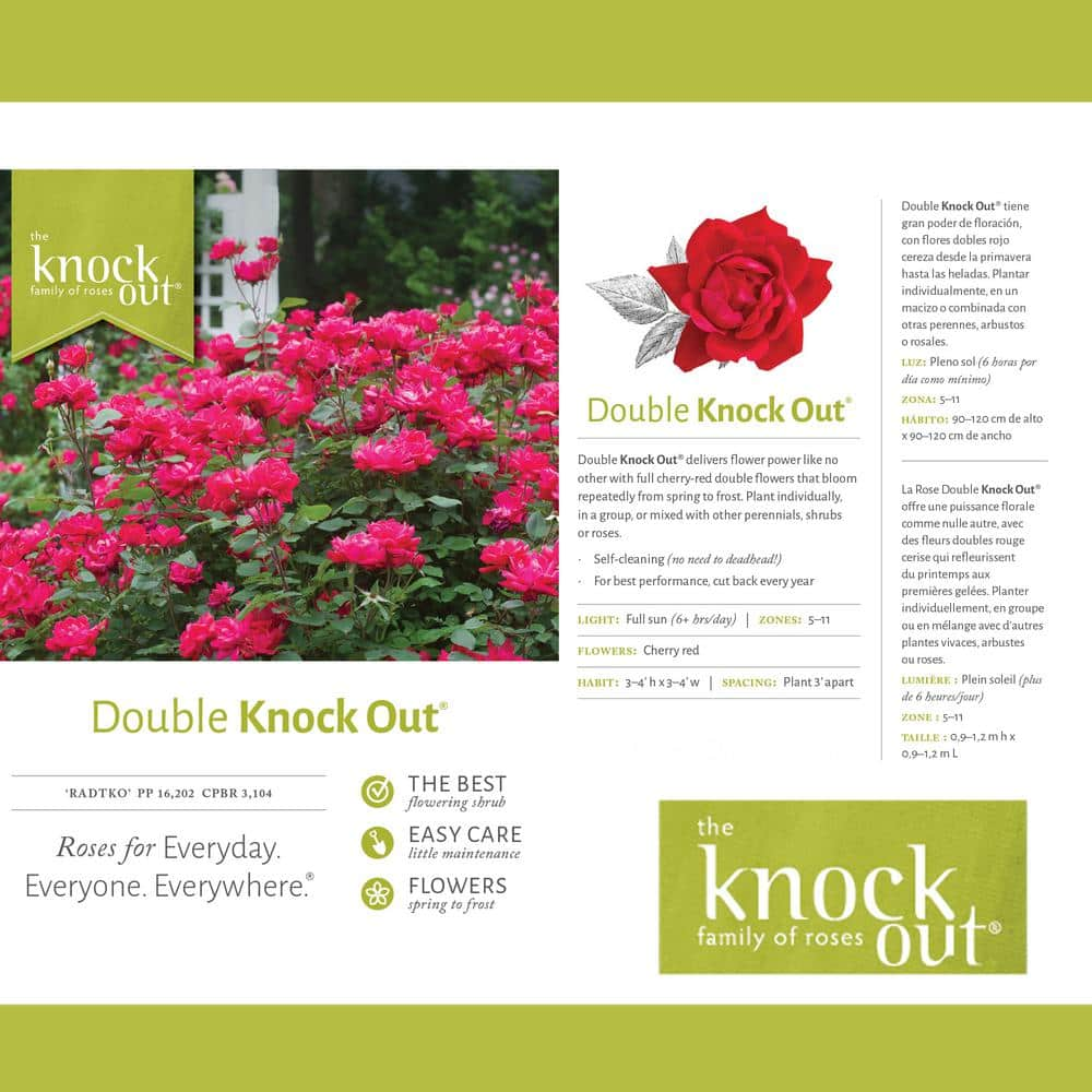 KNOCK OUT 2 Gal. Red Double Knock Out Rose Bush with Red Flowers (2-Pack) 15679