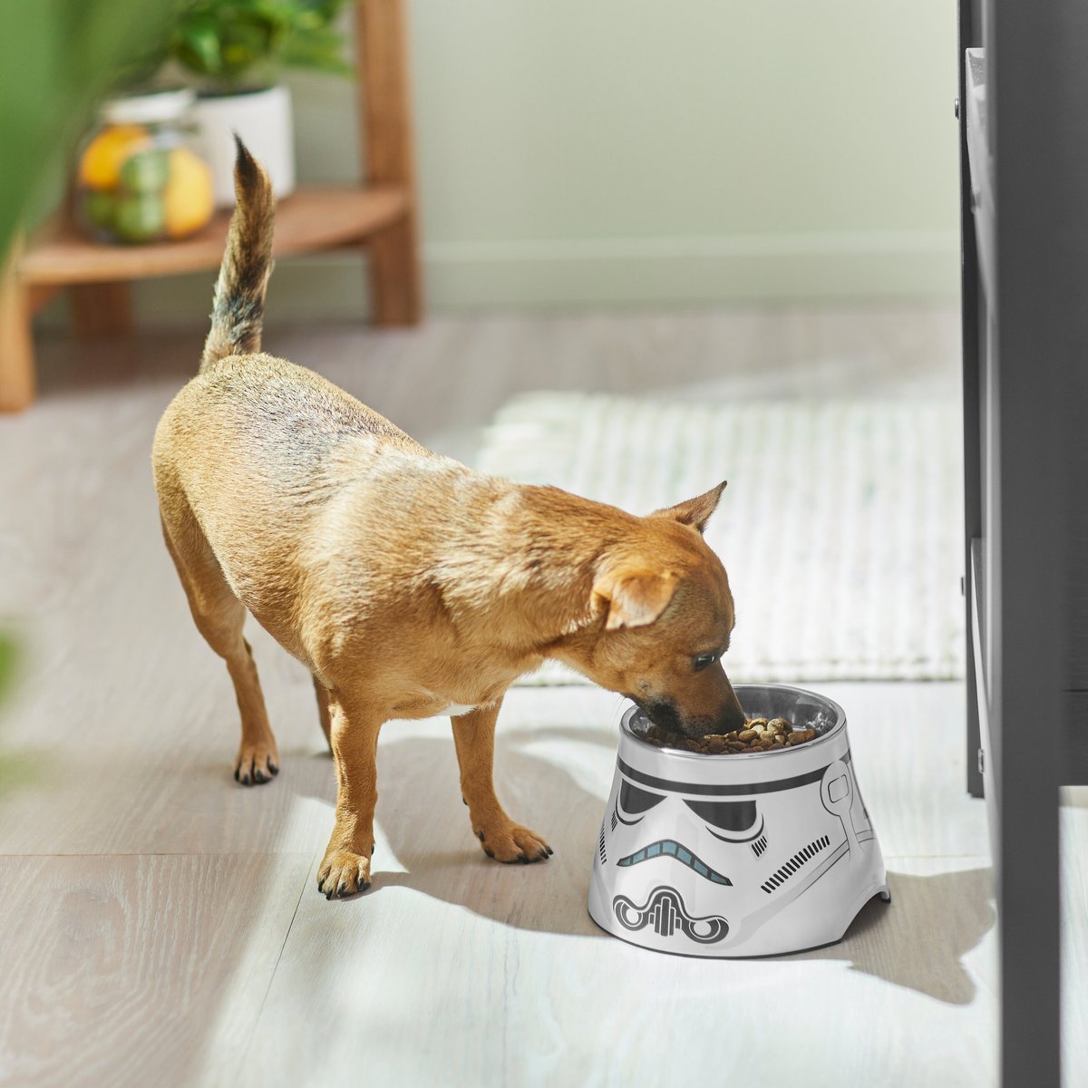 STAR WARS STORMTROOPER Melamine Elevated Stainless Steel Dog and Cat Bowl， 1.5 Cup