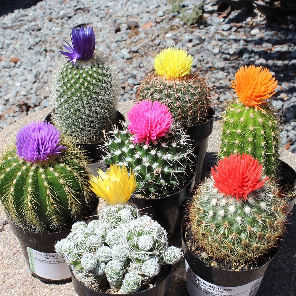 SMART PLANET 2.5 in. Cactus with Faux Flower Plant Collection (4-Pack) 0880047